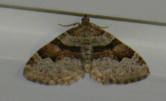 Xanthorhoe designata