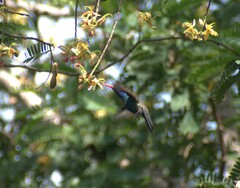 Cynanthus doubledayi