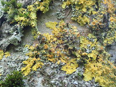 Xanthoriicola physciae