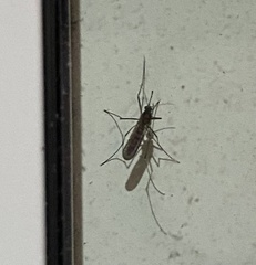 Aedes vexans