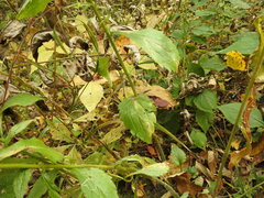 Phytomyza albiceps group