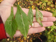 Phytomyza albiceps group