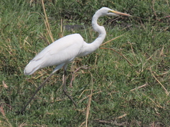 Ardea alba melanorhynchos
