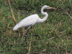 Ardea alba melanorhynchos
