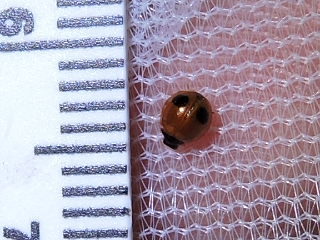 Exochomus childreni photo 2