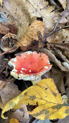 Russula cremoricolor