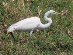 Ardea alba melanorhynchos