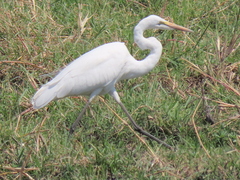 Ardea alba melanorhynchos
