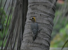Melanerpes chrysogenys