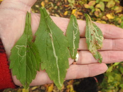 Phytomyza albiceps group