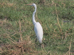 Ardea alba melanorhynchos