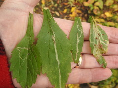 Phytomyza albiceps group