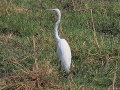 Ardea alba melanorhynchos