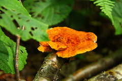Pycnoporellus