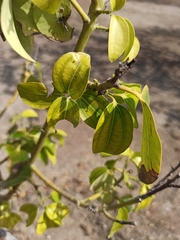 Ziziphus jujuba