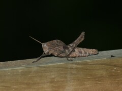 Xyleus discoideus