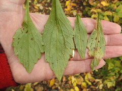 Phytomyza albiceps group