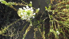 Dimorphocarpa wislizeni