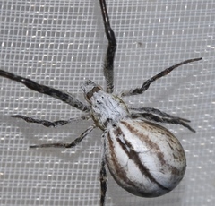 Uloborus walckenaerius