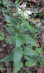 Monarda clinopodia
