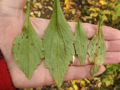 Phytomyza albiceps group