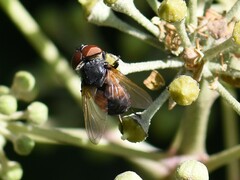 Phasia aurigera