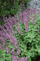Teucrium salviastrum
