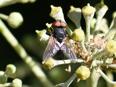 Phasia aurigera