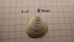 Laevicardium crassum