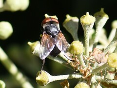 Phasia aurigera