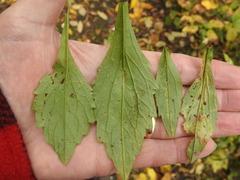 Phytomyza albiceps group