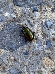 Chrysolina hyperici