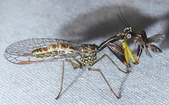 Leptomantispa pulchella