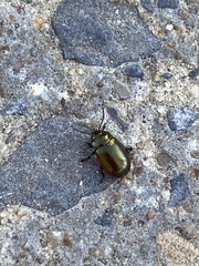 Chrysolina hyperici