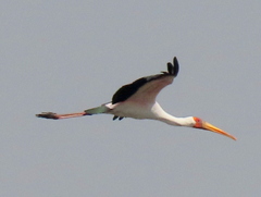 Mycteria ibis