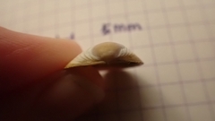 Laevicardium crassum