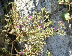 Portulaca pilosa