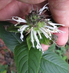 Monarda clinopodia