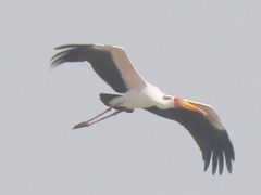 Mycteria ibis