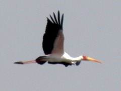 Mycteria ibis