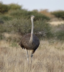 Struthio camelus australis