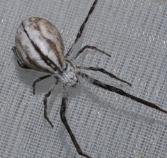 Uloborus walckenaerius