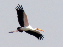 Mycteria ibis