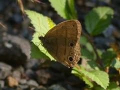 Hermeuptychia sosybius