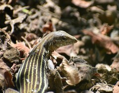 Aspidoscelis guttatus