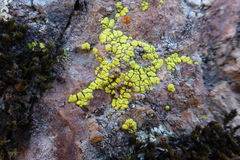 Acarospora