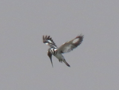 Ceryle rudis rudis