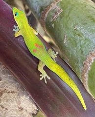 Phelsuma laticauda laticauda