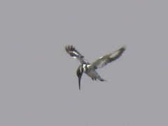 Ceryle rudis rudis