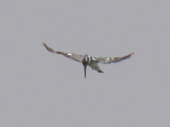 Ceryle rudis rudis